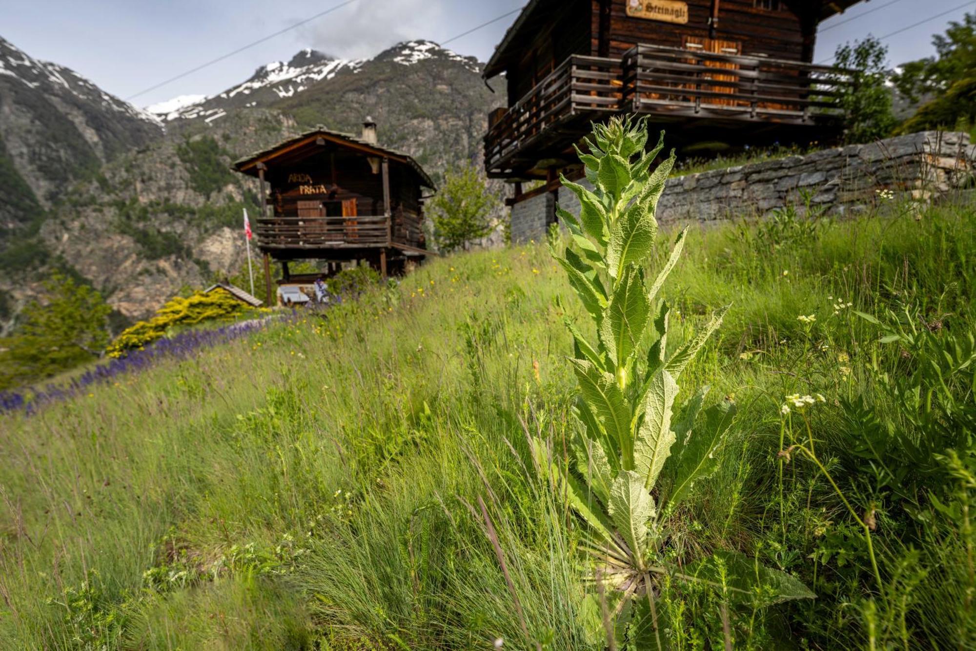 korn-stadel ARIDA PRATA natur pur Grächen Exterior foto